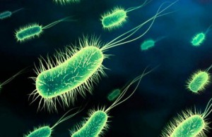 уреаплазма специес бактерия